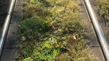 Zwischen den Gleisen wird Sedum gepflanzt